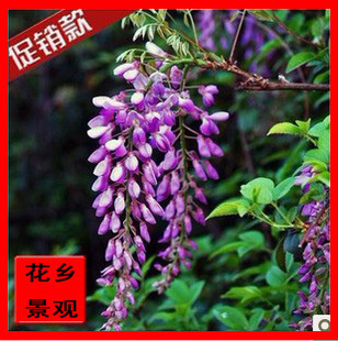 紫藤花培育