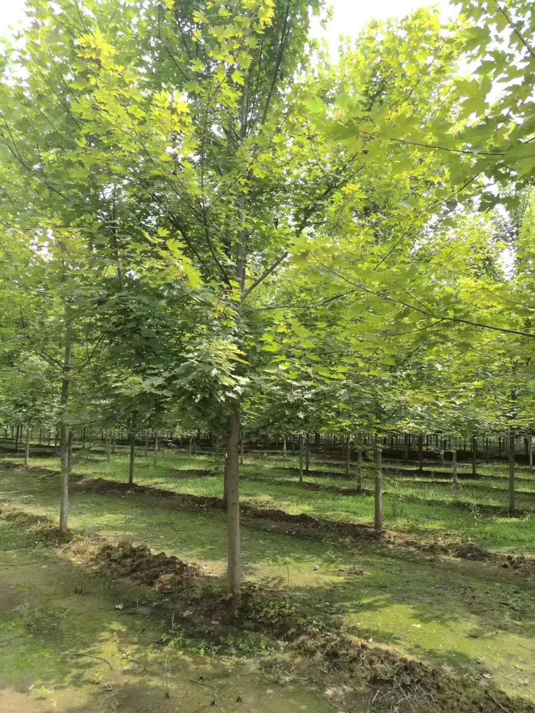 廠家直銷紅楓樹