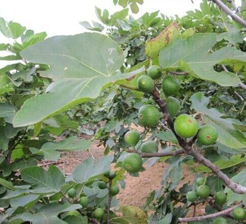 紫果無(wú)花果-苗木價(jià)格-批發(fā)-報(bào)價(jià)-基地  青皮無(wú)花果 早黃無(wú)花果 紫果無(wú)花果