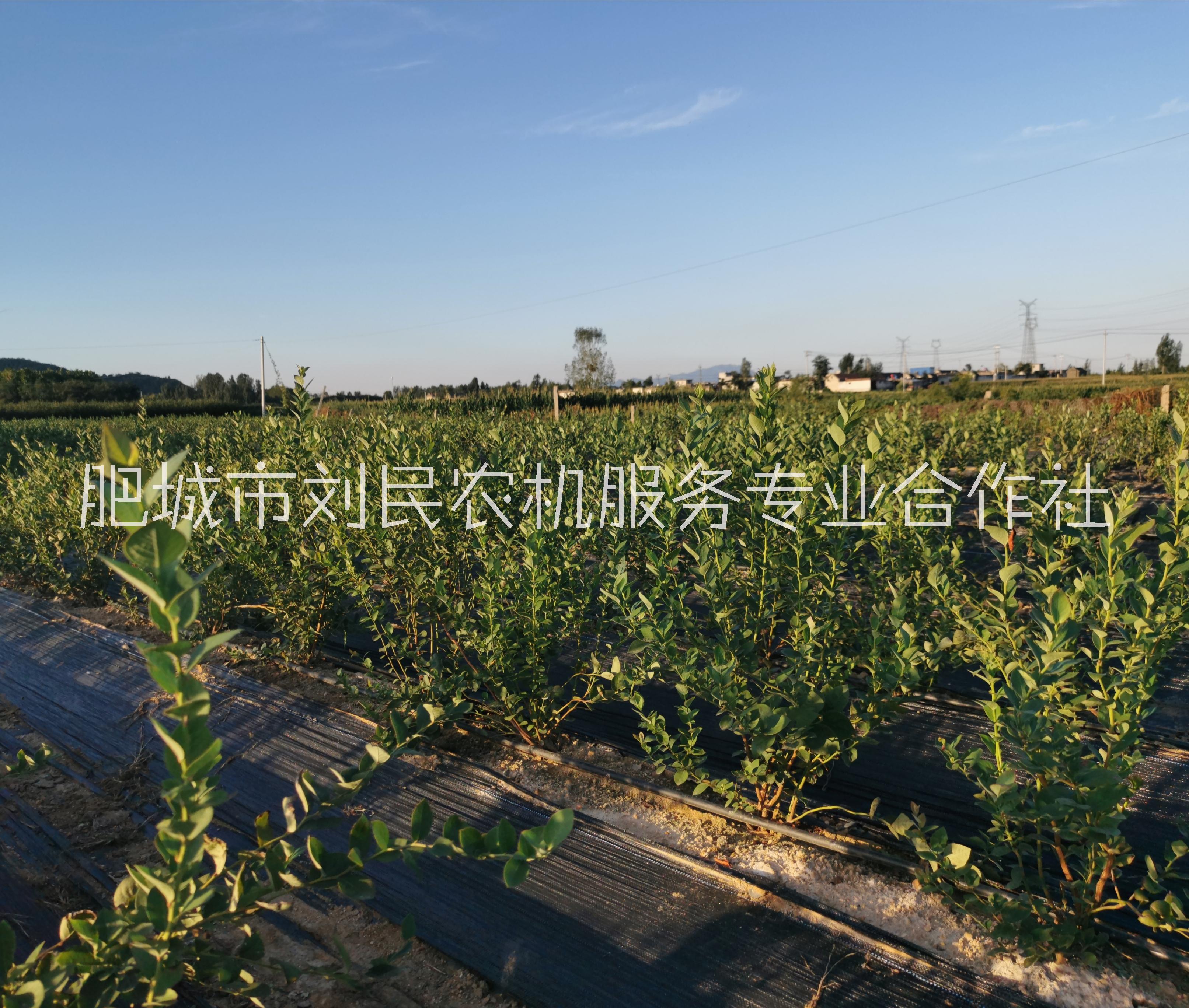 藍(lán)莓地栽苗批發(fā)出售、熱銷、價(jià)格、批發(fā)【肥城市劉民農(nóng)機(jī)服務(wù)專業(yè)合作社】
