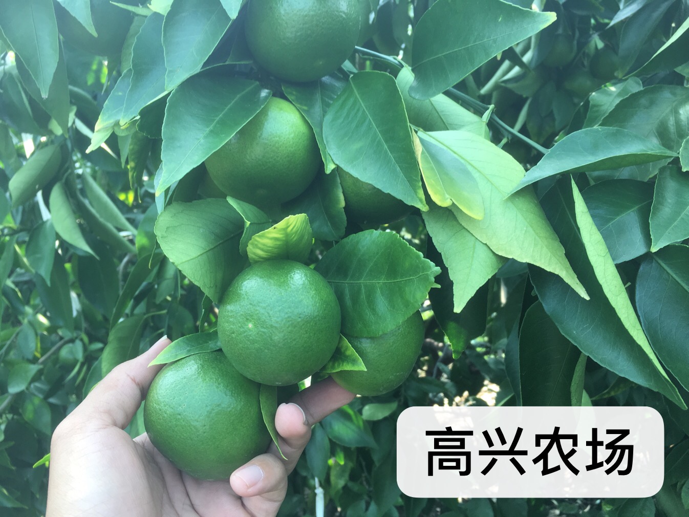 優(yōu)質(zhì)黃美人柑橘苗 象黃美人枝條