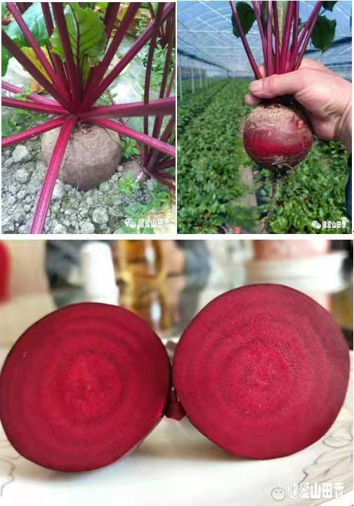 健愛(ài)山田香牌富硒火焰蔘