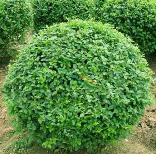 瀏陽市專業(yè)種植金冠女貞球-價格-湖南苗木基地