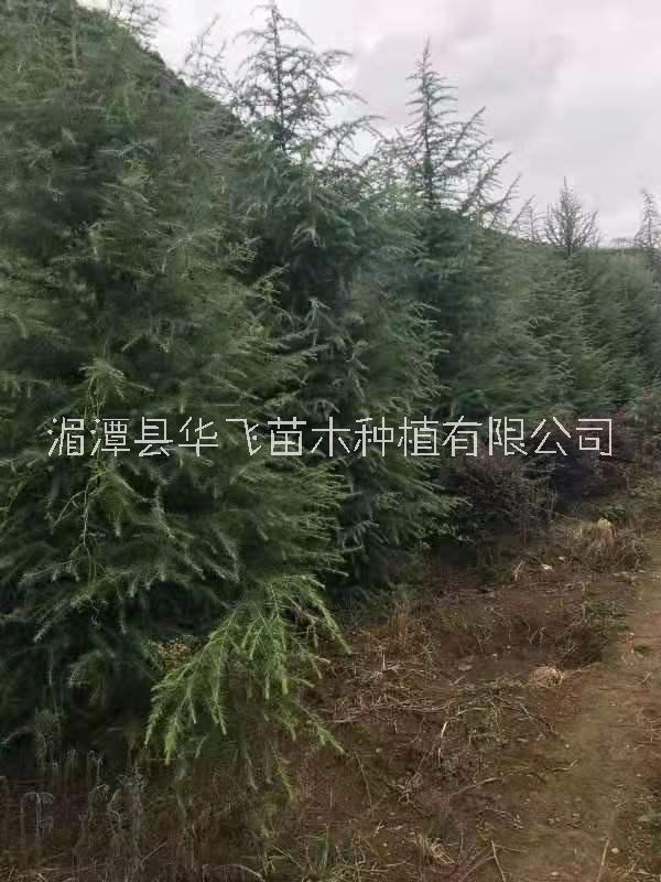 20公分雪松價格-種植技術(shù)-批發(fā)-苗圃電話