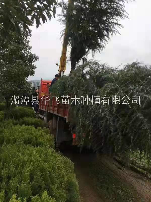20公分雪松價格-種植技術(shù)-批發(fā)-苗圃電話