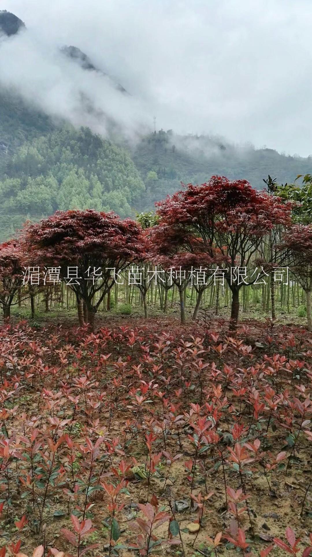 批發(fā)各種規(guī)格紅楓-貴州綠化苗木-價格