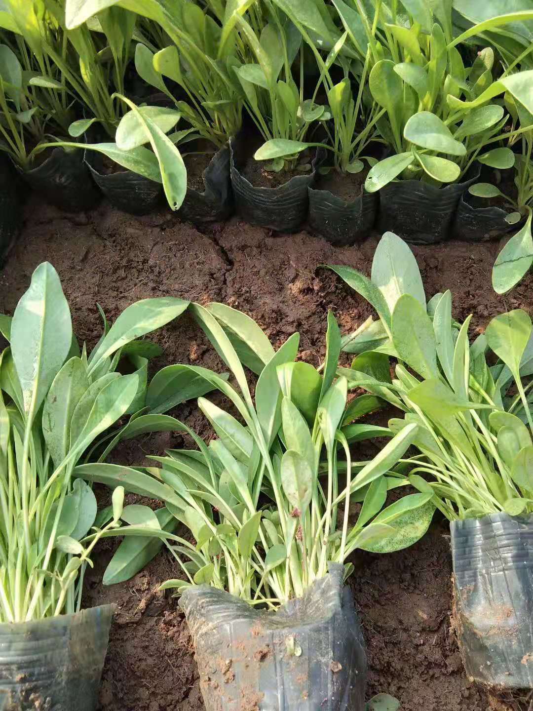 臨朐金雞菊價格/山東金雞菊種植基地/臨朐金雞菊批發(fā)