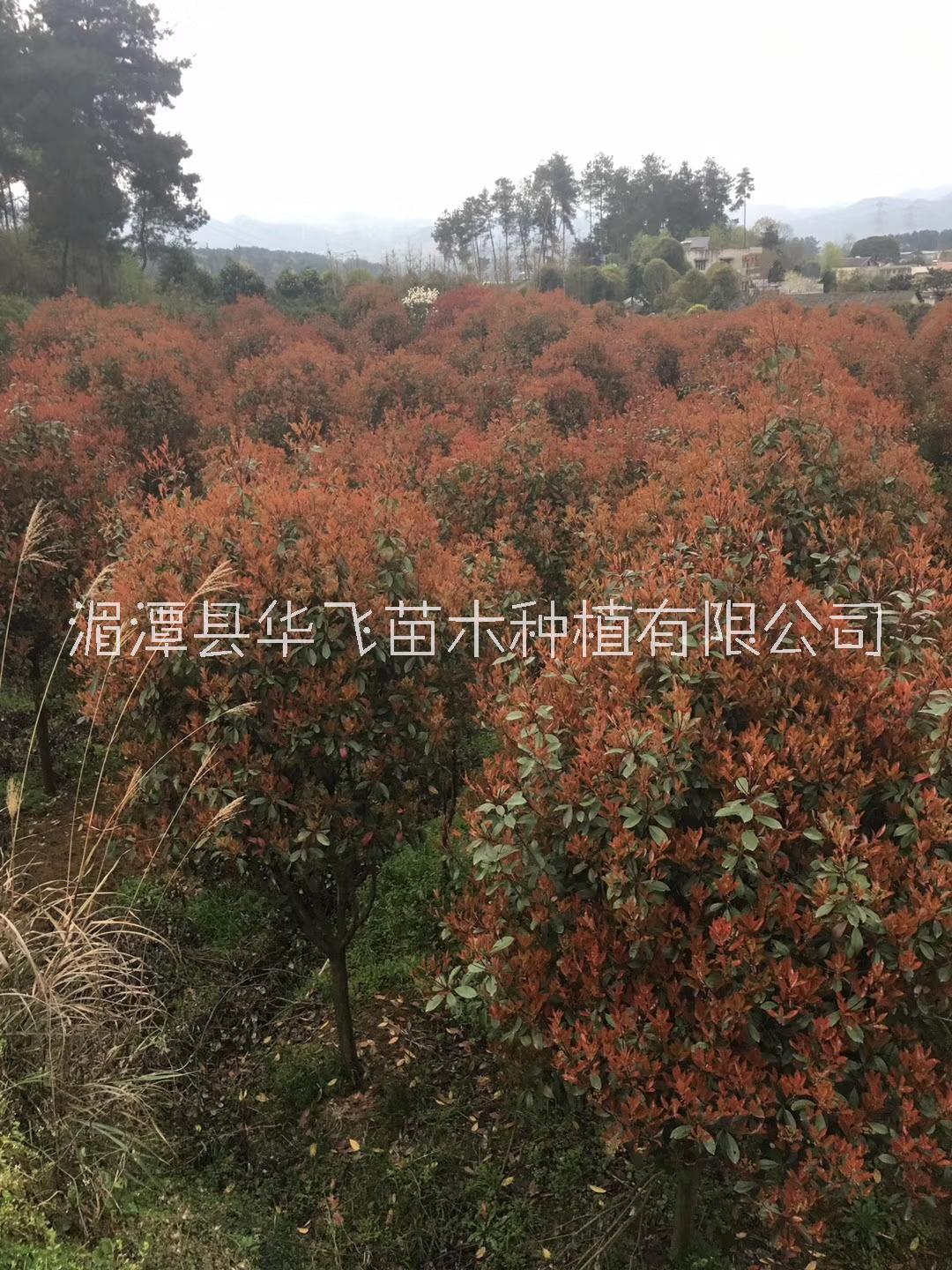 貴陽市紅葉石楠價(jià)格-畢節(jié)哪里有火焰紅種植基地-各種規(guī)格樹苗