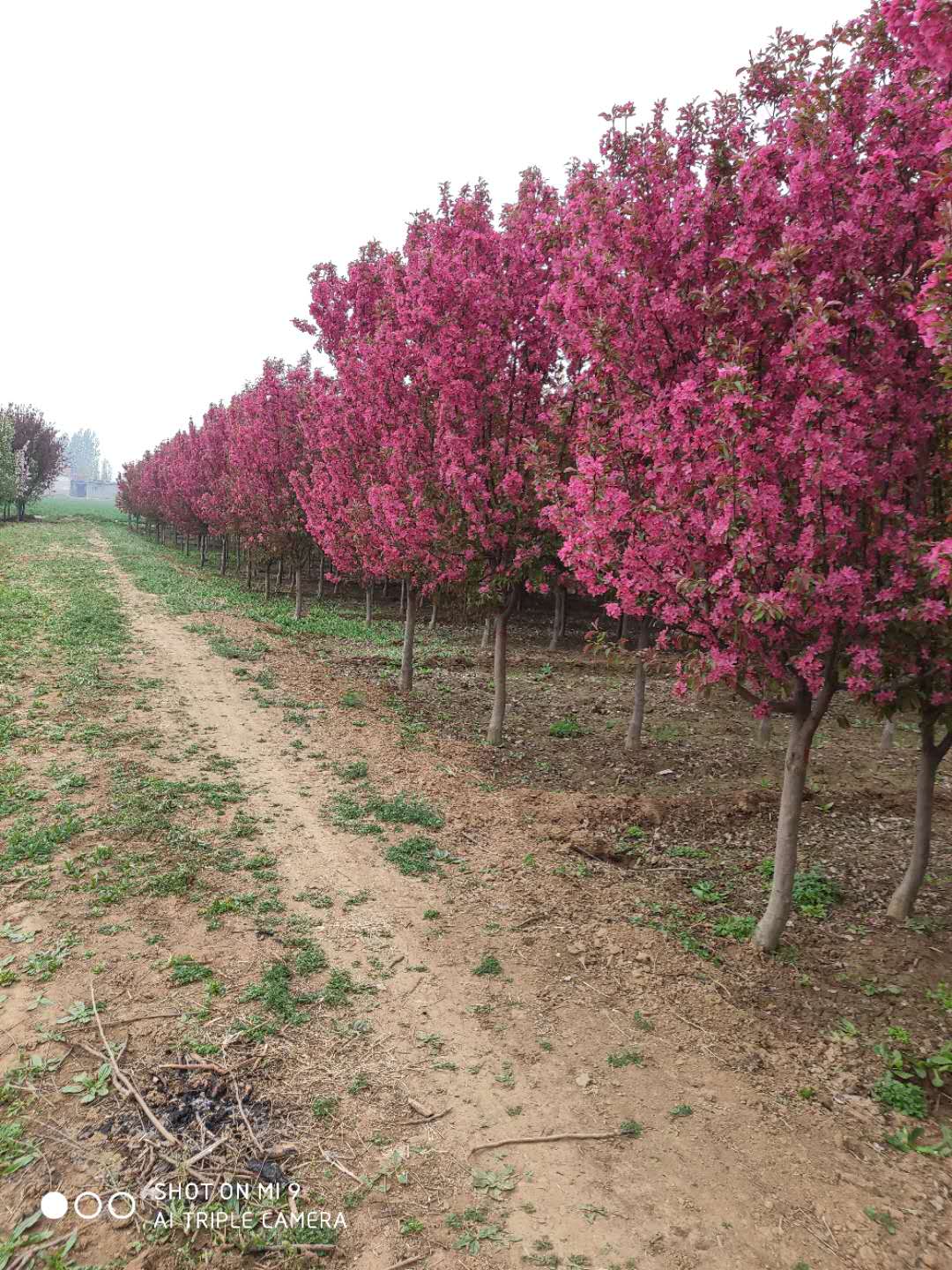 絢麗海棠_紫葉李_櫻花樹苗_北美黃楊基地-泰安市岱岳區(qū)大汶口鎮(zhèn)帥意苗圃種植中心