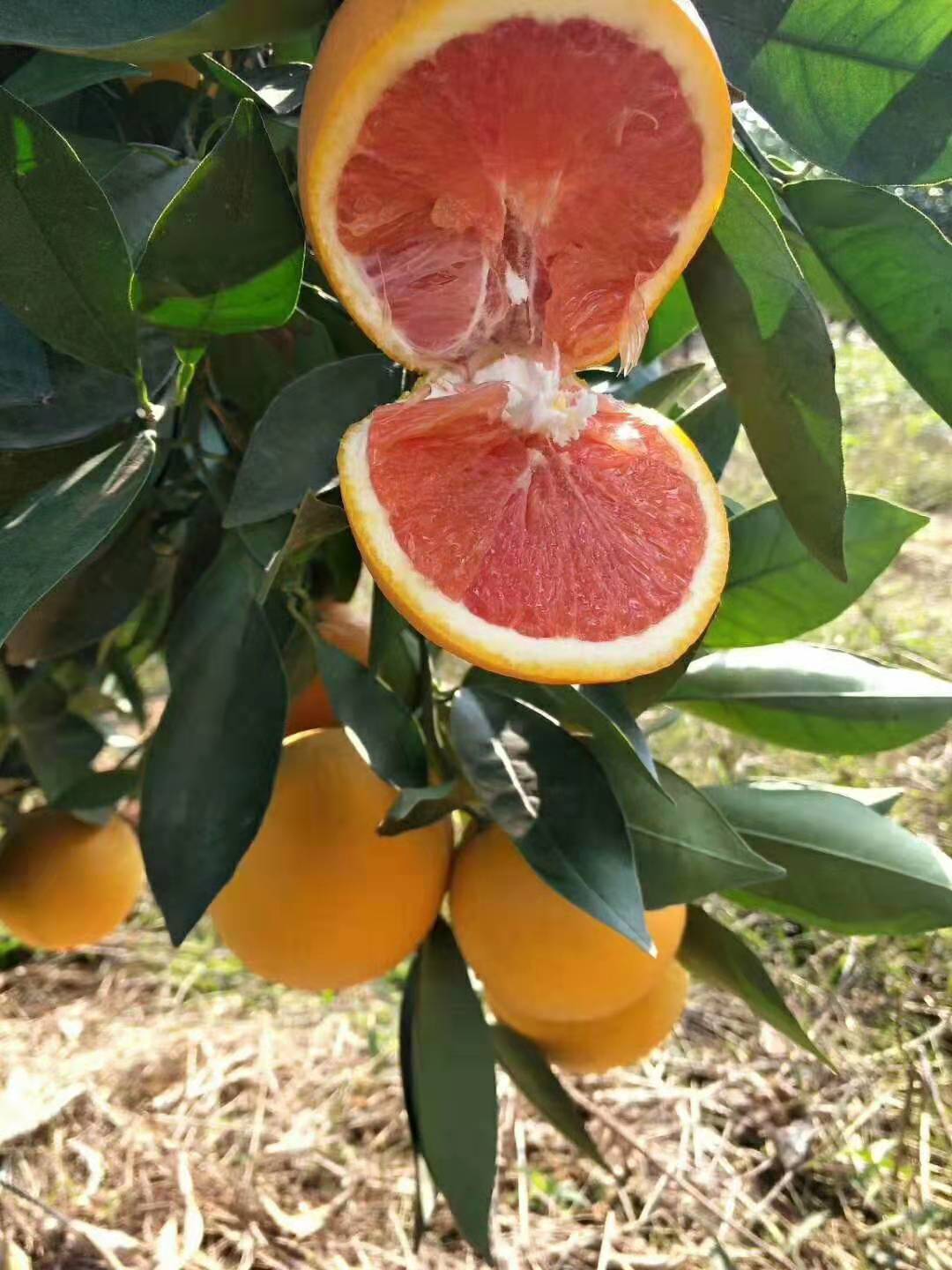 *紅肉臍橙苗基地供應(yīng)商種植多少錢一顆報價電話