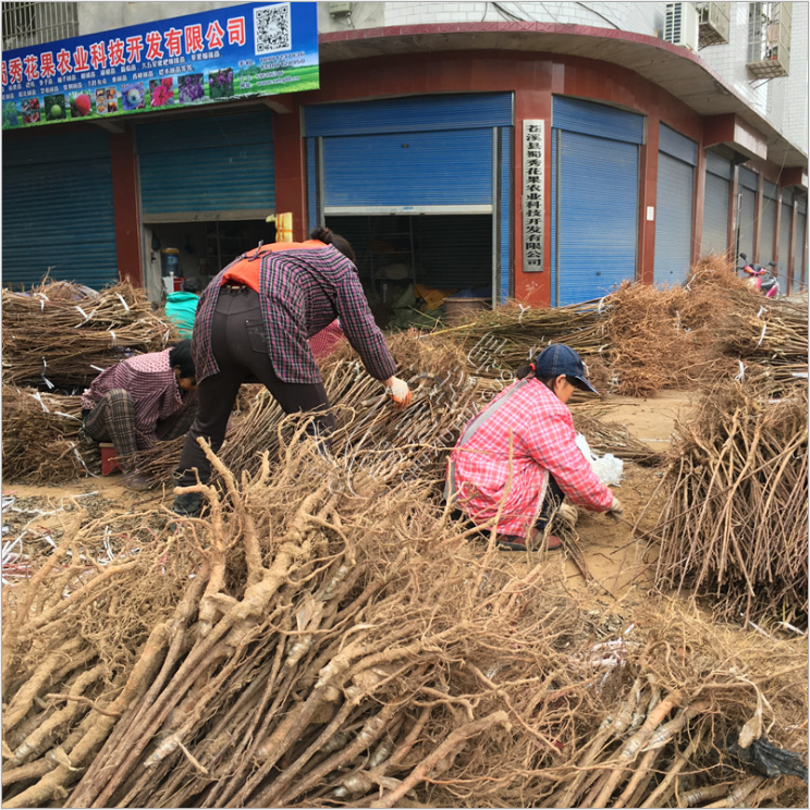 南北方種植大櫻桃苗美早紅燈車?yán)遄訕?shù)苗拉賓斯櫻桃樹(shù)苗當(dāng)年結(jié)果苗