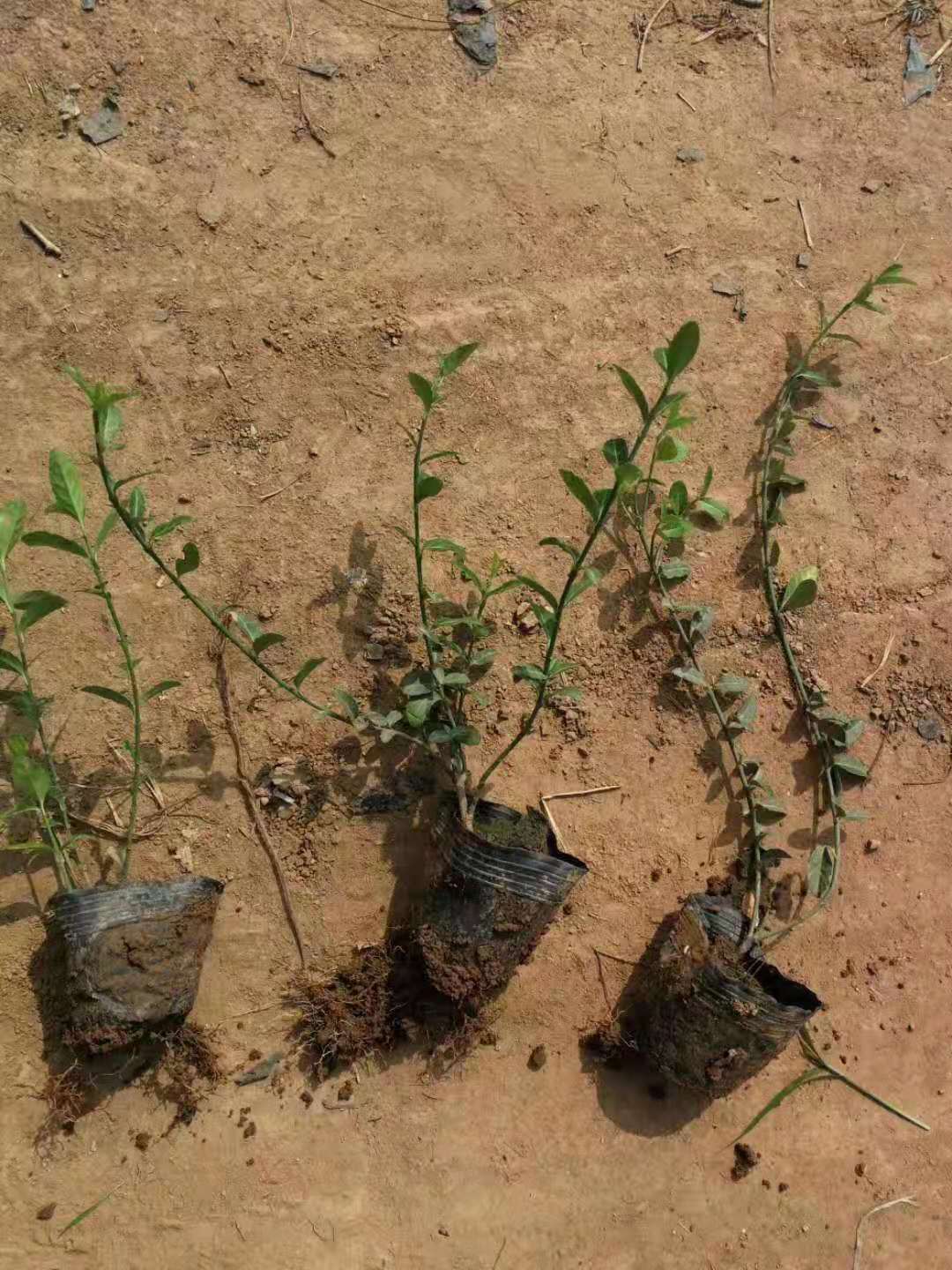 優(yōu)質(zhì)小葉扶芳藤批發(fā)/山東小葉扶芳藤種植基地/臨朐小葉扶芳藤