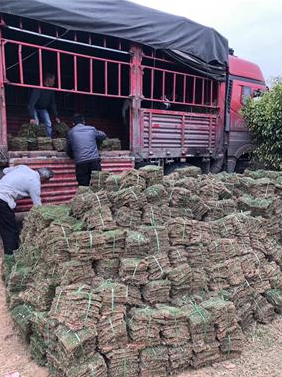 草皮批發(fā)供應(yīng) 佛山專業(yè)種植草皮基地 草皮直銷