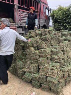 草皮批發(fā)供應(yīng) 佛山專業(yè)種植草皮基地 草皮直銷