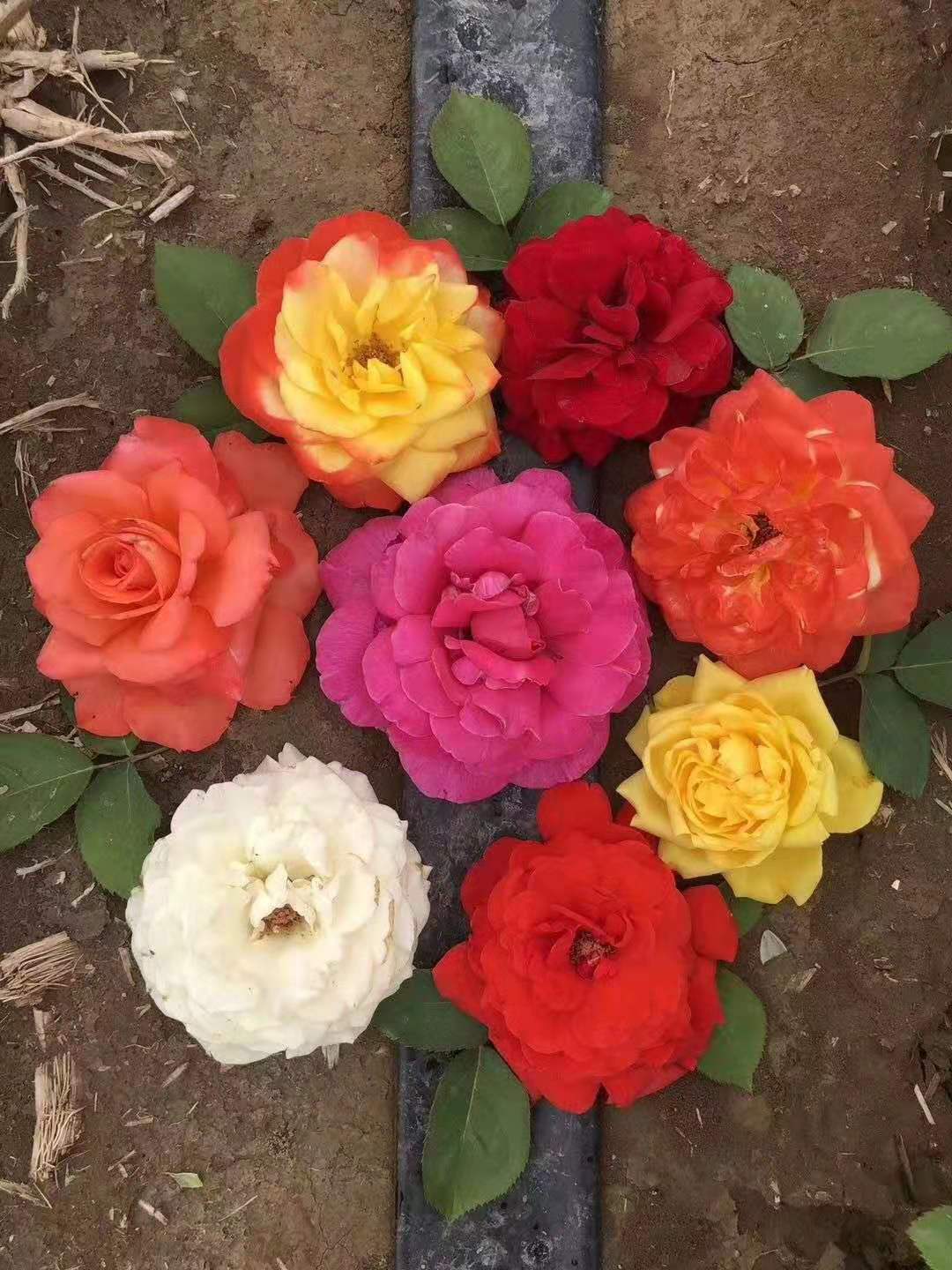 山東豐花月季價格/山東豐花月季哪里賣/山東豐花月季種植基地