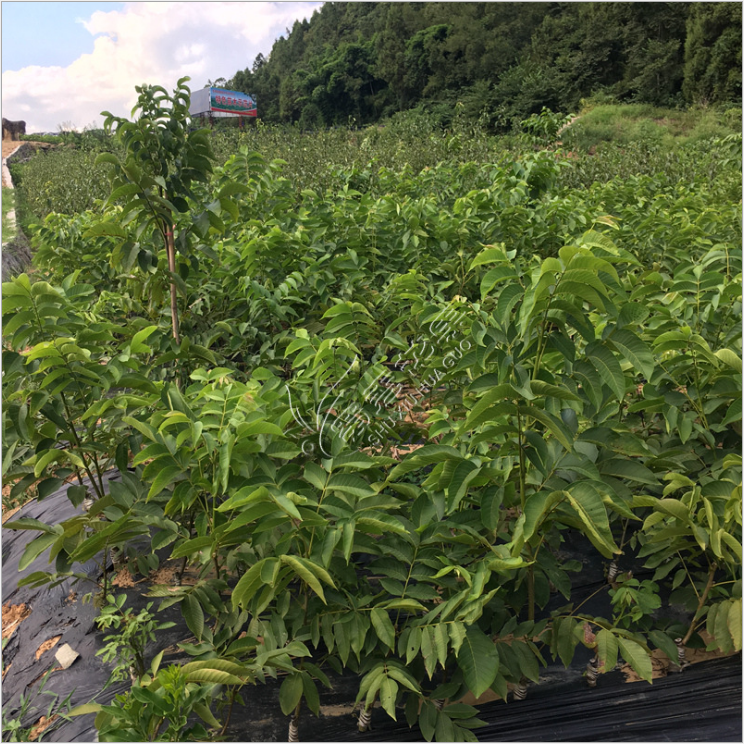 南北方種植紙皮核桃苗矮化8518早實品種嫁接薄皮核桃樹苗當(dāng)年結(jié)果