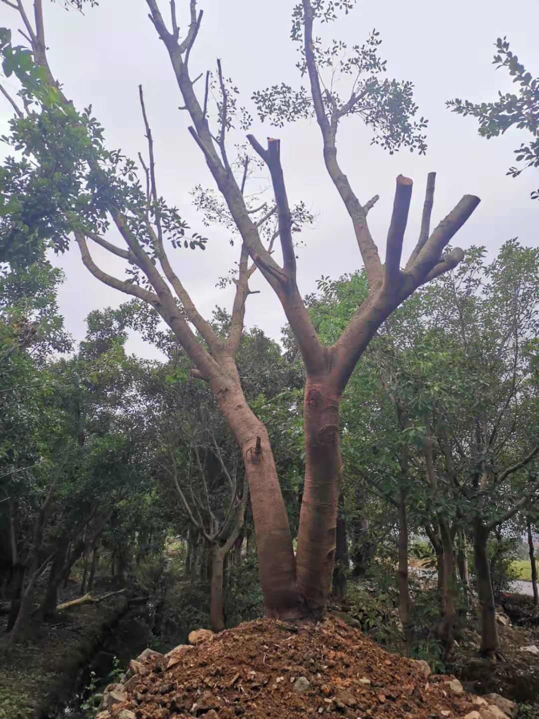 優(yōu)質(zhì)紅皮葉榕種植基地 紅皮小葉榕苗木供應(yīng)