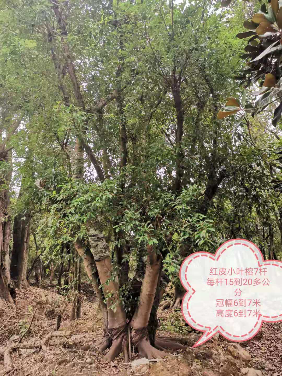 溫州多桿7桿紅皮小葉榕基地供應(yīng)