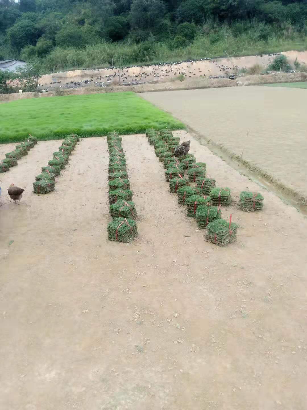 草皮種植場農(nóng)場價(jià)格