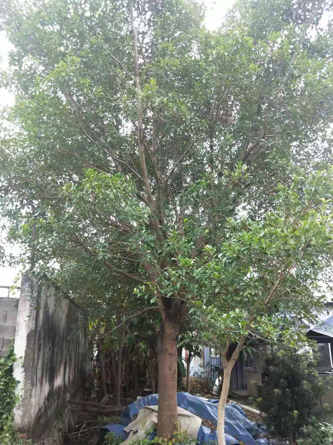 紅皮小葉榕種植基地哪家好？ 浙江小葉榕種植基地 浙江溫州小葉榕