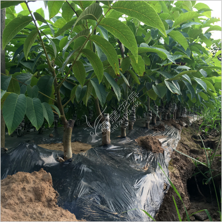 南北方種植紙皮核桃苗矮化8518早實品種嫁接薄皮核桃樹苗當(dāng)年結(jié)果