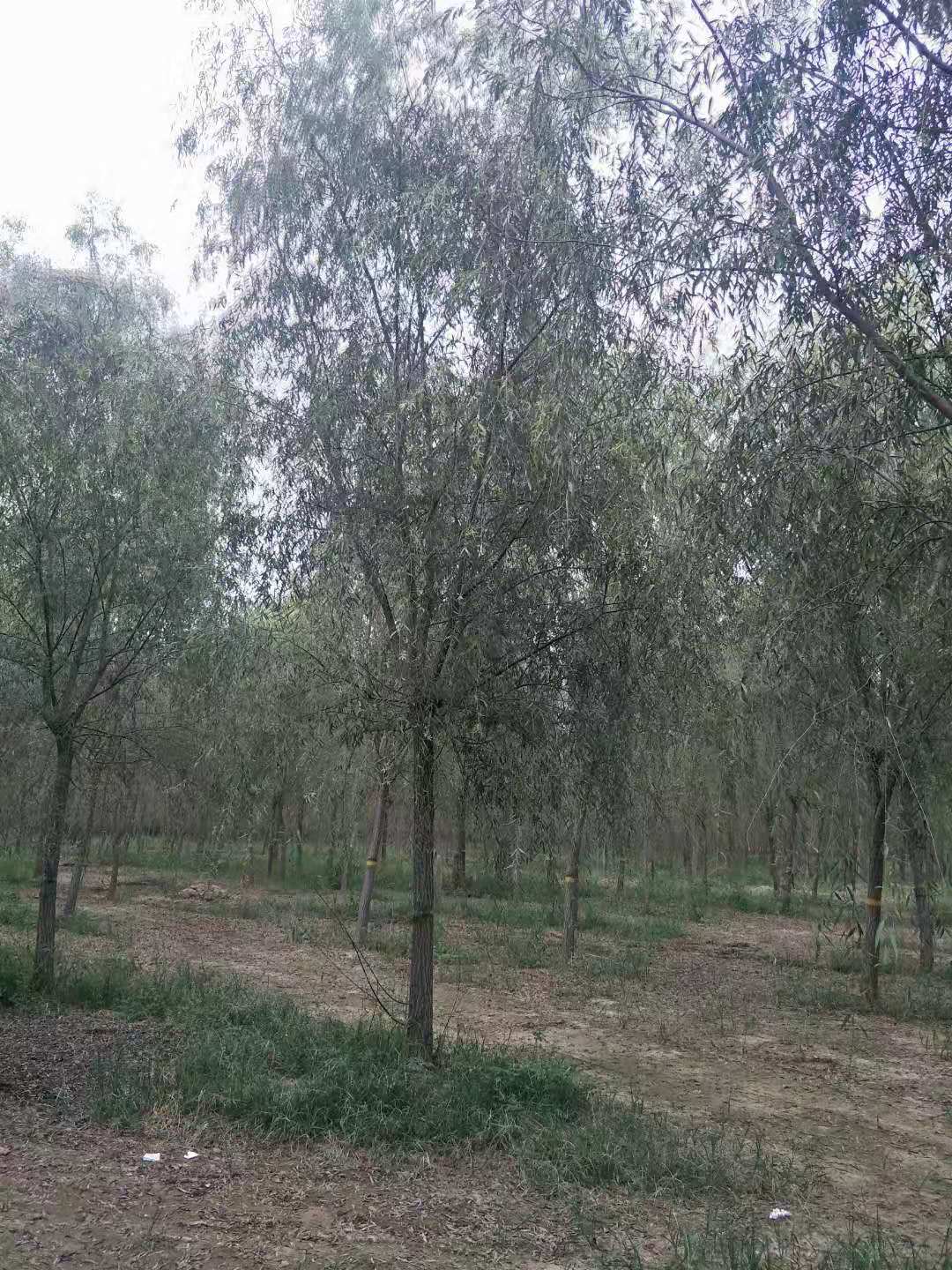 千頭椿種植基地、報(bào)價、批發(fā)【聊城市睿圖園林有限公司】