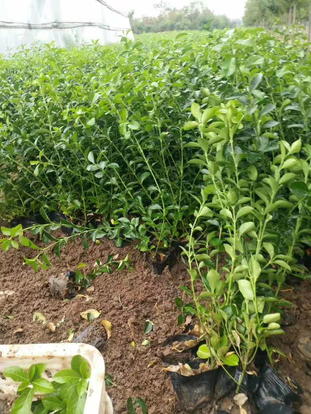 臨朐扶芳藤種植基地/山東扶芳藤價格/山東扶芳藤批發(fā)