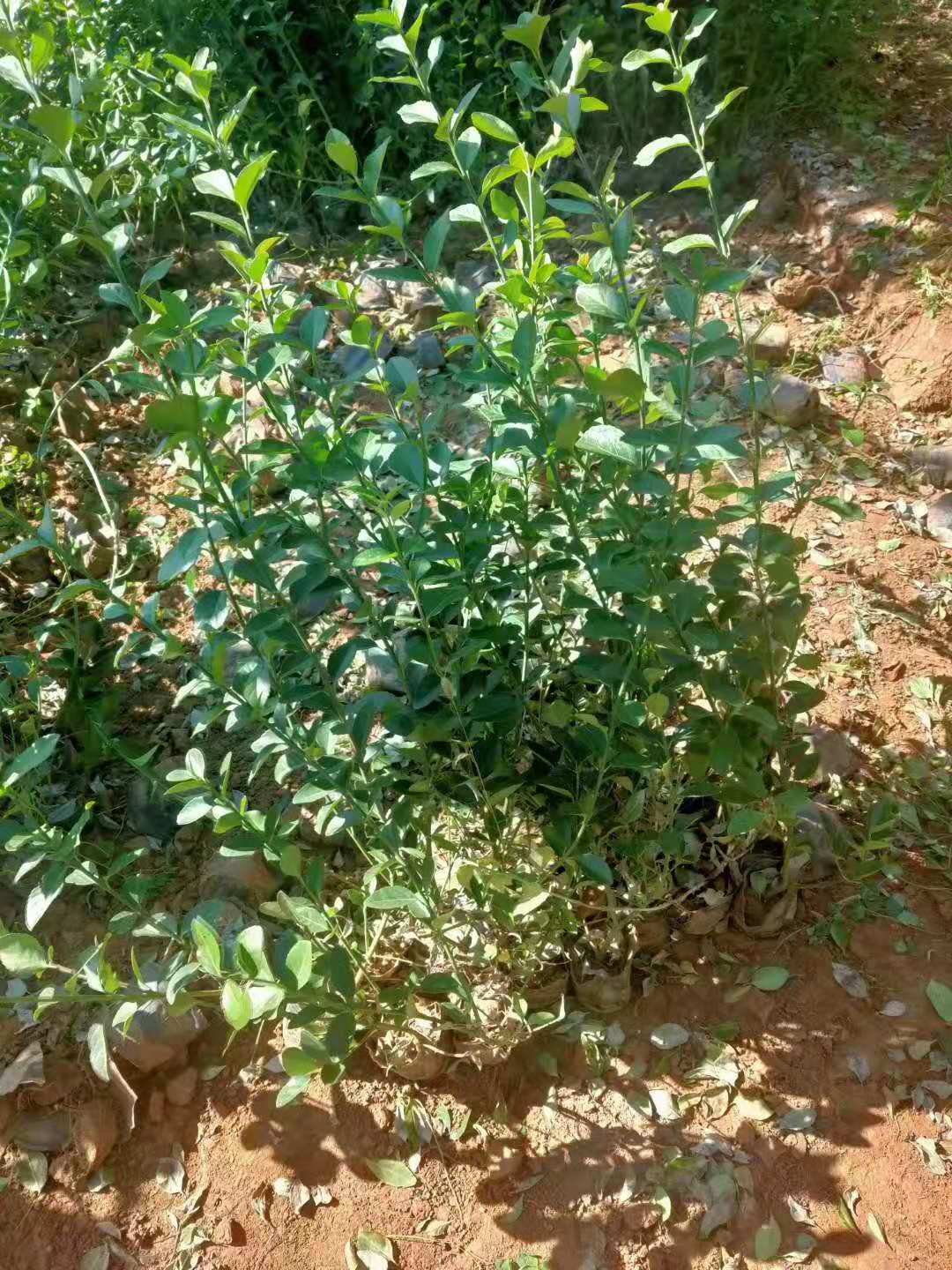 臨朐扶芳藤種植基地/山東扶芳藤價格/山東扶芳藤批發(fā)