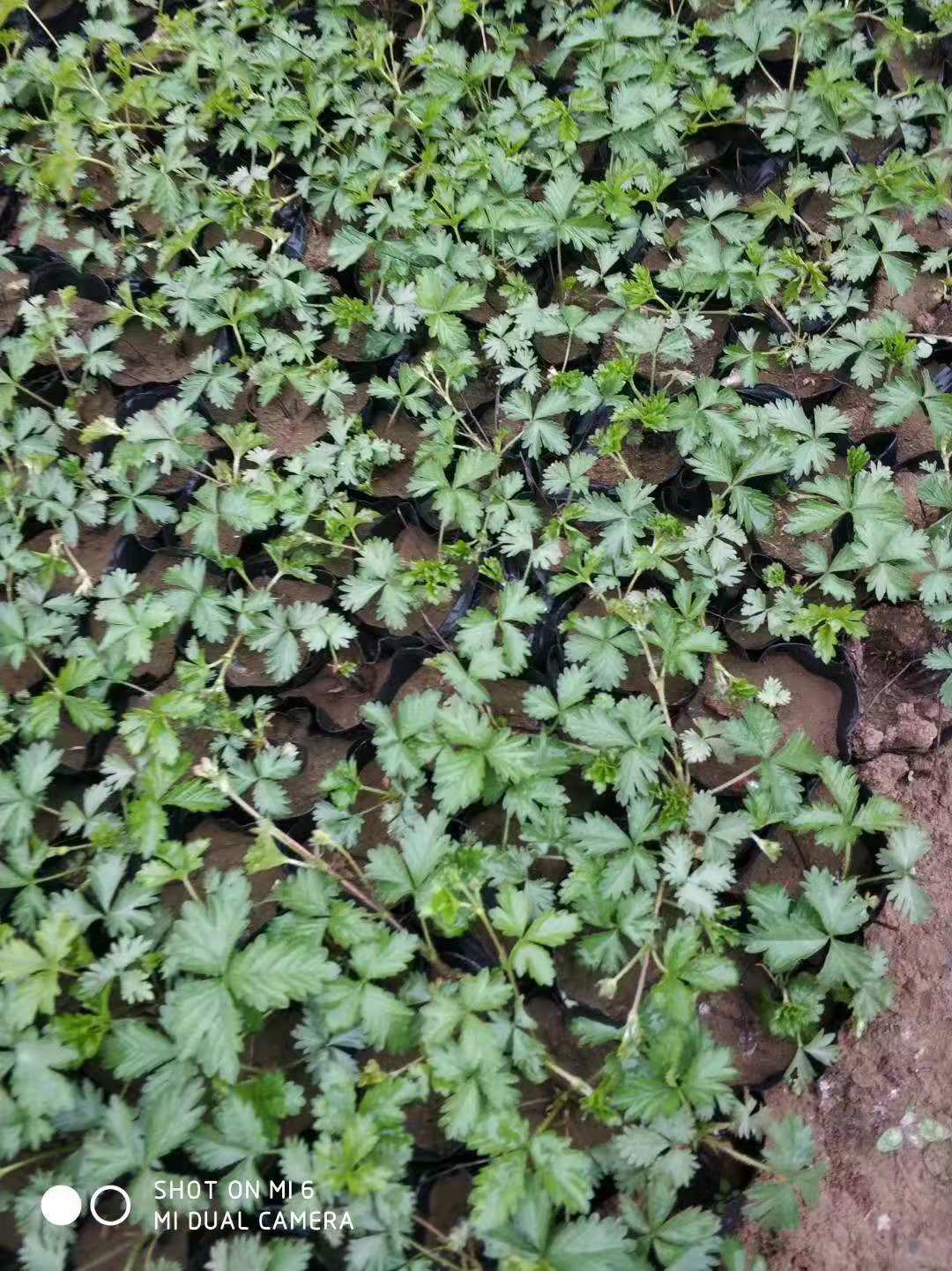 山東三葉委陵菜價格/山東哪里賣三葉委陵菜/山東三葉委陵菜種植基地