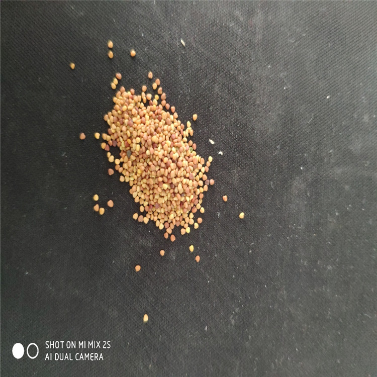 東北 白三葉種子 廠家直銷報(bào)價(jià)批發(fā)價(jià)格多少錢
