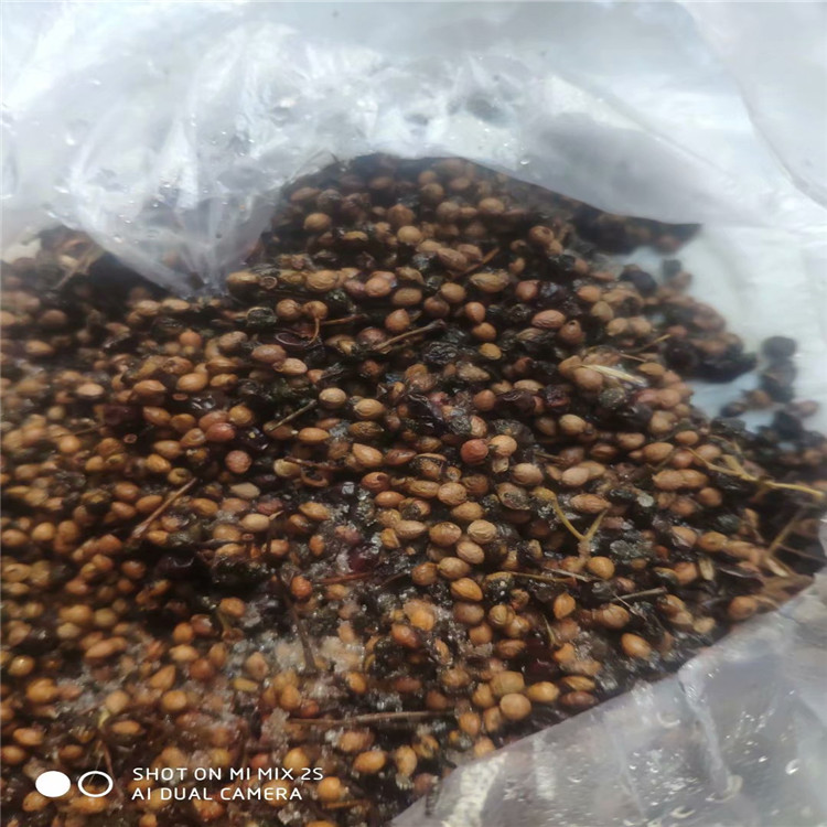 東北 山桃稠李種子 廠家直銷報價批發(fā)價格多少錢