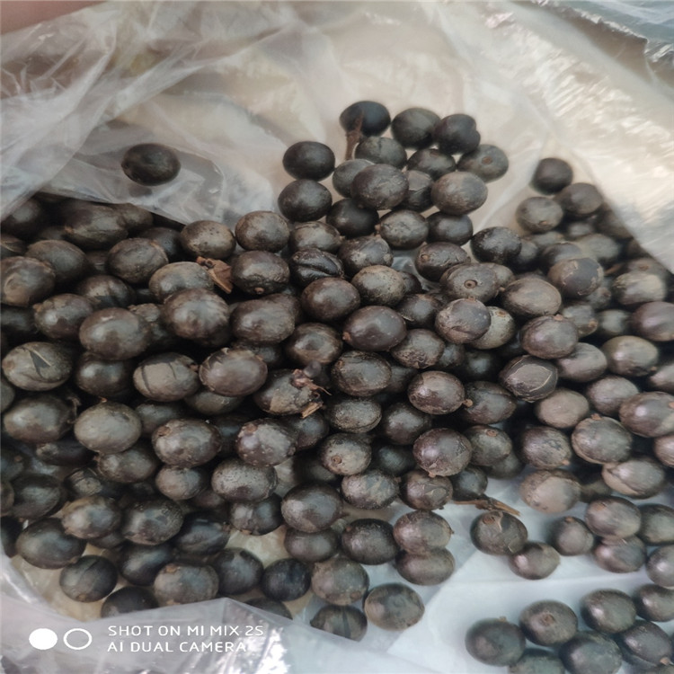 供應(yīng) 欒樹種子 北欒種子 廠家直銷報價批發(fā)價格多少錢