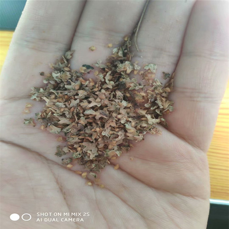 供應(yīng)  白樺種子 批發(fā)價格廠家直銷報價多少錢