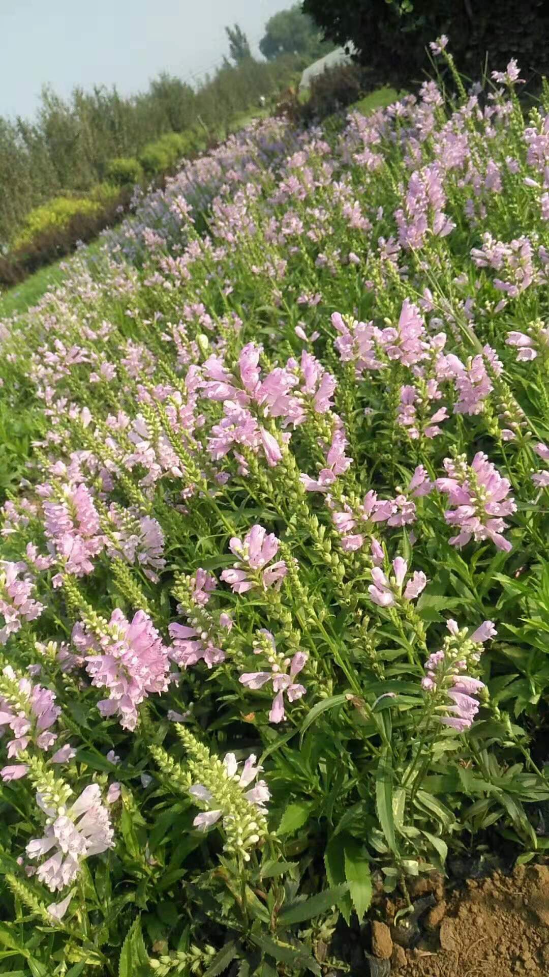 臨朐假龍頭價(jià)格/臨朐假龍頭種植基地/山東哪里買假龍頭