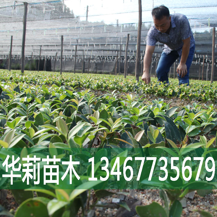 油茶苗報價 油茶苗批發(fā) 油茶苗供應(yīng)商 油茶苗生產(chǎn)廠家 油茶苗哪家好 油茶苗直銷