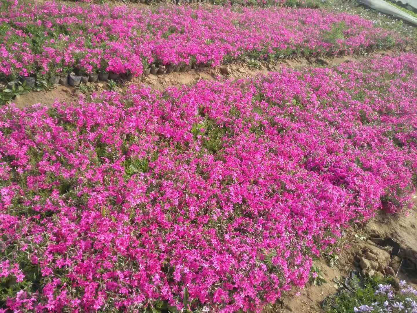 山東哪里賣芝櫻/臨朐芝櫻價格/山東芝櫻種植基地
