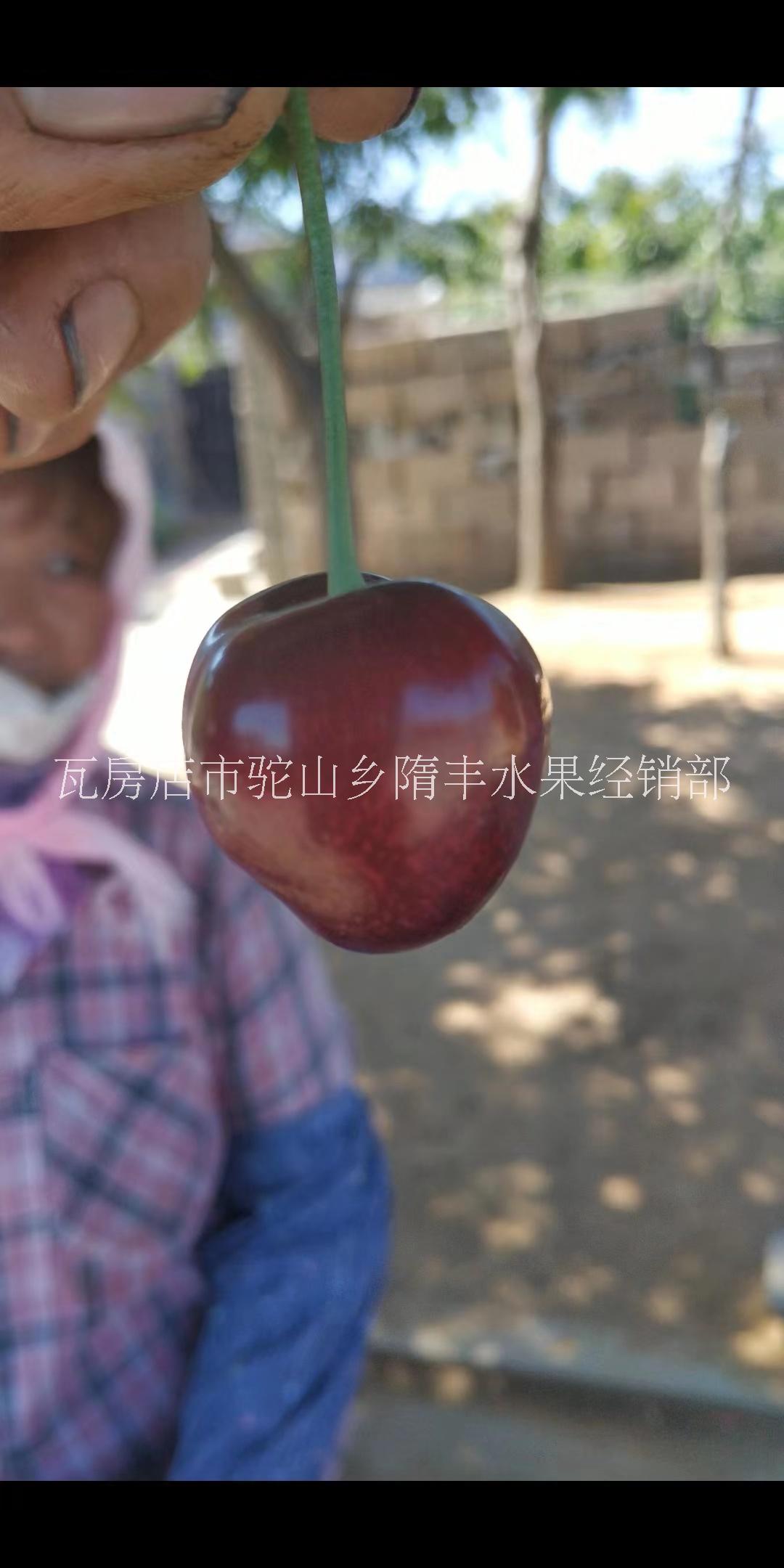 沙王櫻桃價格-大連市新鮮櫻桃批發(fā)-大量批發(fā)各種品種櫻桃