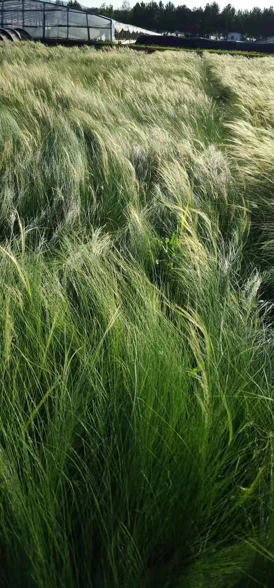 山東細(xì)葉針芒價(jià)格/山東細(xì)葉針芒種植基地/山東細(xì)葉針芒哪里賣