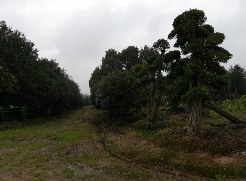 湖北鐘祥石楠球  湖北鐘祥石楠苗  湖北鐘祥大石楠球