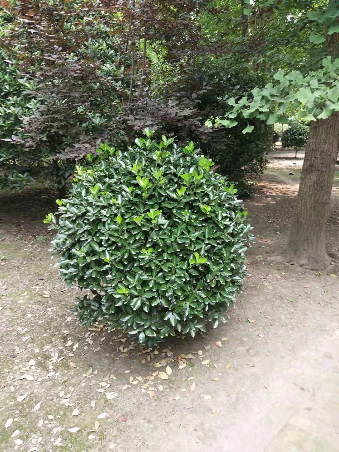 四川成都溫江黃楊球基地-四川成都黃楊球批發(fā)價格-【溫江區(qū)和盛鎮(zhèn)吳楊成園藝場】