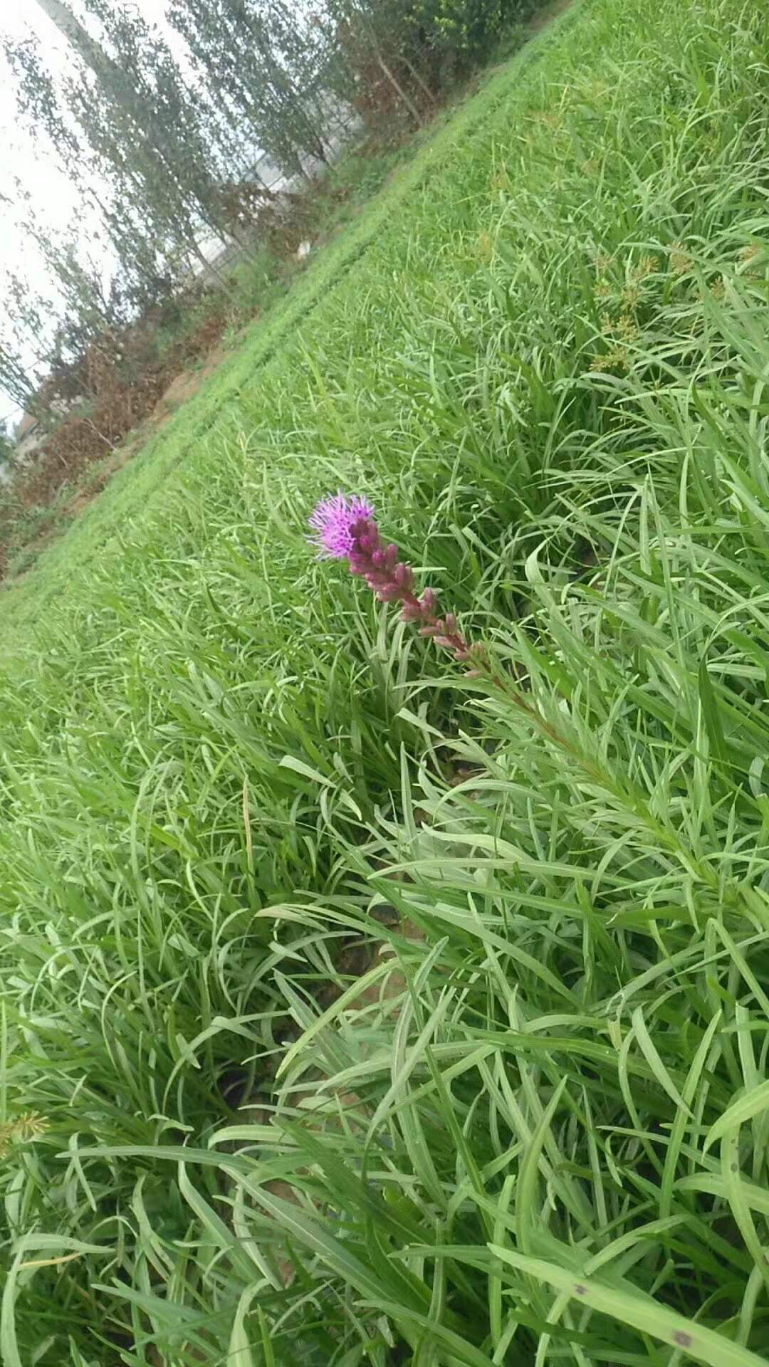 臨朐蛇鞭菊價(jià)格/臨朐蛇鞭菊出售/濰坊優(yōu)質(zhì)蛇鞭菊基地
