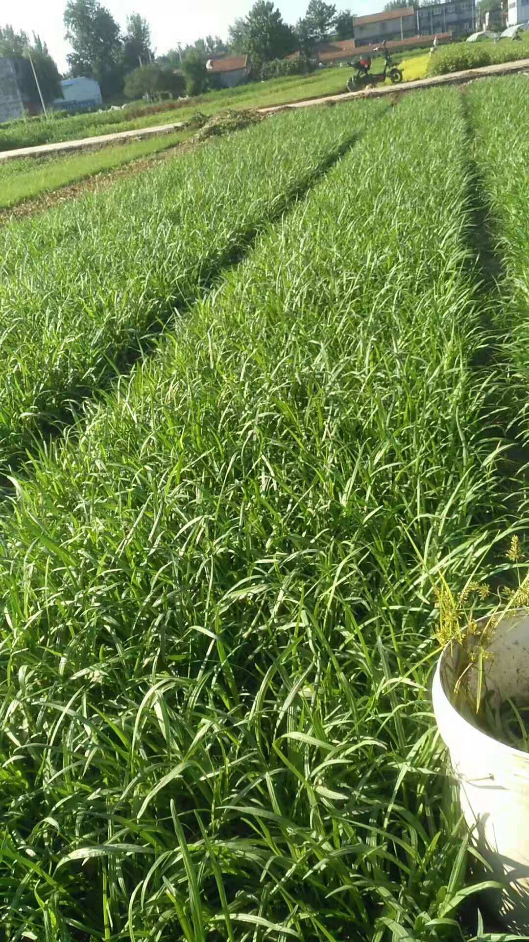 臨朐蛇鞭菊價(jià)格/臨朐蛇鞭菊出售/濰坊優(yōu)質(zhì)蛇鞭菊基地