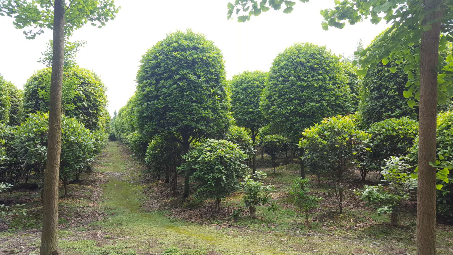 四川成都溫江黃楊球基地-四川成都黃楊球批發(fā)價格-【溫江區(qū)和盛鎮(zhèn)吳楊成園藝場】