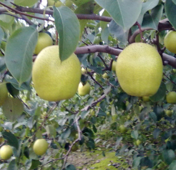 梨樹(shù)苗直銷