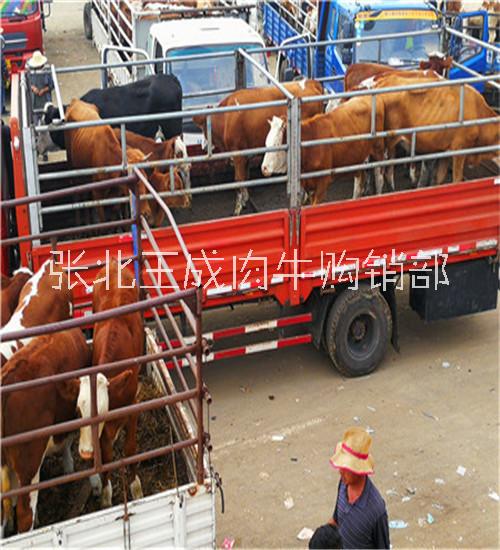 西門塔爾牛犢多少錢一頭哪兒賣西門塔爾肉牛犢養(yǎng)牛 西門塔爾肉牛犢子 頭方體正的西門塔爾肉牛犢子