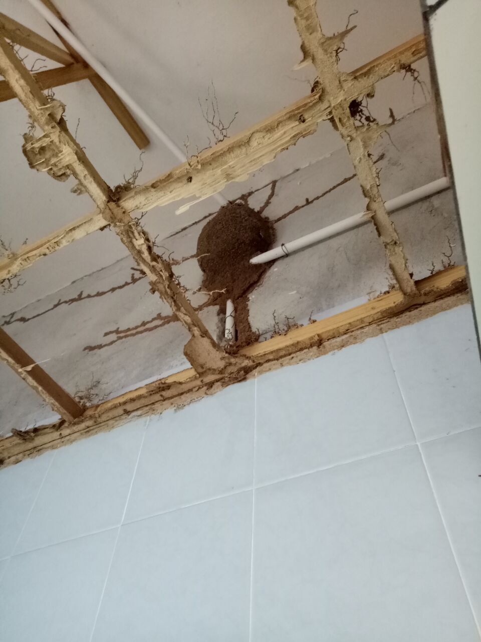 番禺哪家公司滅白蟻好