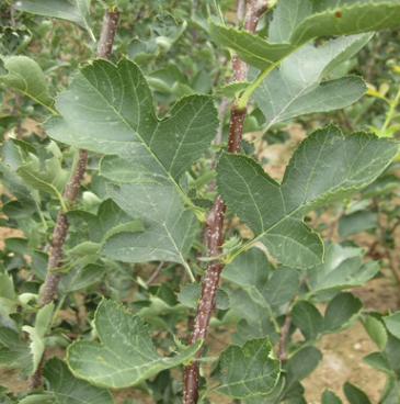 山楂苗價格供應