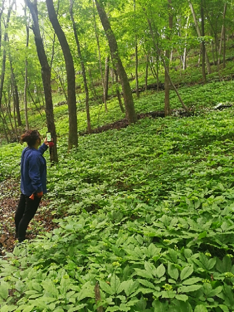 林下參養(yǎng)殖基地 林下參苗批發(fā) 基地直銷