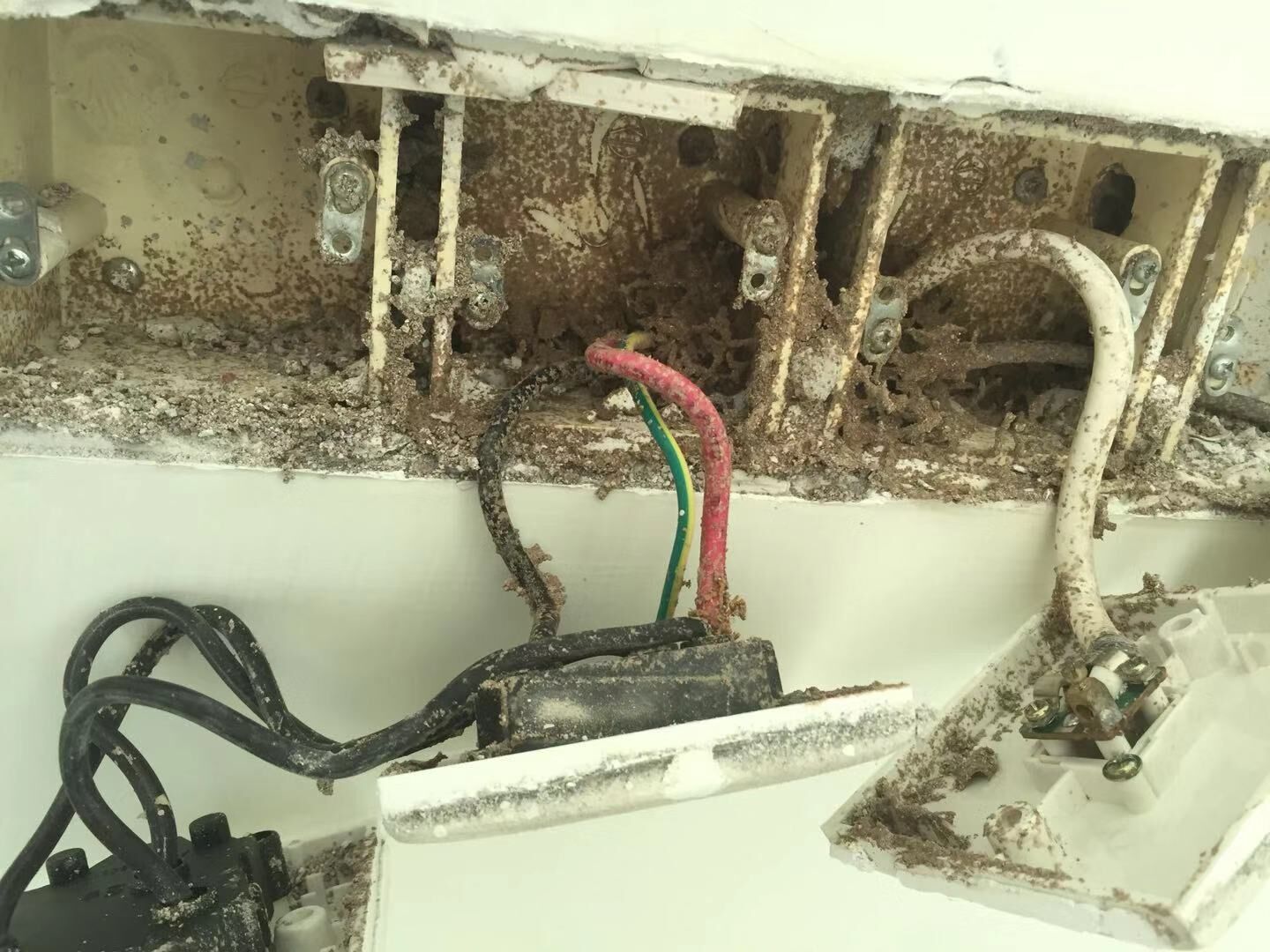 番禺哪家公司滅白蟻好