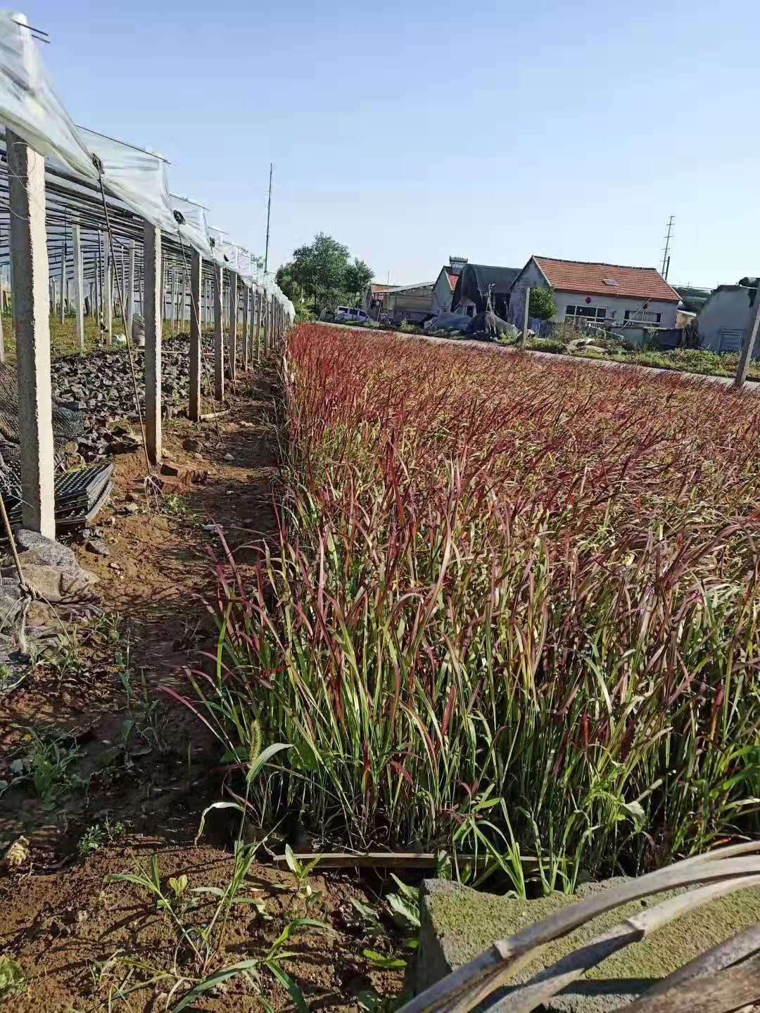 聊城日本血草、種植、基地、批發(fā)【臨朐縣福志苗木專業(yè)合作社】